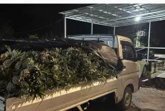 Ketahuan Curi 2 Ribu Nanas, Umar Dani Hampir Dihajar Massa Sebelum Diamankan Polisi  