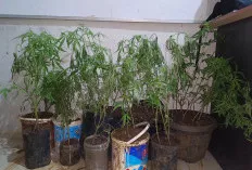 Modus Berbahaya di Desa Pekan Selasa: Polisi Temukan Kebun Ganja di Dalam Dapur Rumah