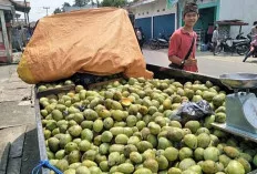 Cuaca Ekstrem, Pedagang Mangga Keluhkan Harga ‘Remuk’