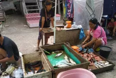 Ikan Nila, Masih Menjadi Primadona Warga Sanga Desa 