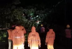 Hujan Deras Disertai Angin Kencang, Pohon Tumbang, BPBD Muba Gercep Evakuasi
