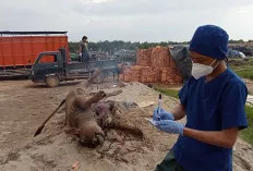 Ini Langkah Cepat Dilakukan Disbunnak, Terkait Ratusan Kerbau Mati Mendadak 