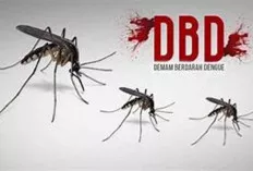 Musim Hujan, Jumlah Pasien DBD di RSUD Sekayu Alami Peningkatan
