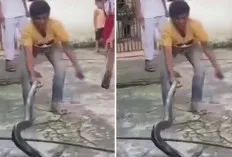 Warga Kelurahan 13 Ilir Gempar, Temukan Ular Sanca Batik Sepanjang 4 Meter 