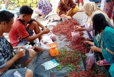 Harga Cabai Merangkak Naik 