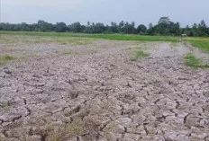 Ribuan Hektare Sawah di Rantau Panjang Kekeringan, Petani Terancam Gagal Panen
