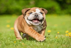 Jenis-Jenis Anjing Termahal di Dunia, Dari Trah Langka hingga Keturunan Elite