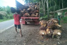 Petani Sawit di Muba Masih Bisa Tersenyum, Harga TBS Stabil 
