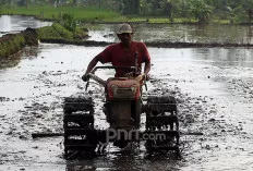 Menko Pangan: Kita Satu Tim, Pemda dan Pemprov Se-Indonesia Harus Dukung Program Swasembada Pangan