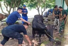 Prajurit dan PNS Kodim 0401/Muba Potong Tiga Ekor Sapi