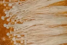 Jamur Enoki: Si Mungil Penuh Khasiat untuk Tubuh yang Sehat