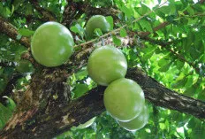 Menguak Rahasia Kesehatan Buah Maja, Lebih dari Sekadar Rasa Pahit