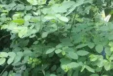 Daun Katuk: Lebih dari Sekadar Pelancar ASI, Ini Segudang Manfaat Kesehatan Lainnya