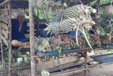 Nanas Murah Diserbu Warga, Pedagang Raup Untung Jutaan