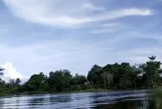 Pesona Tersembunyi Danau Merung Menarik Perhatian di Muratara