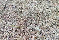 Kasian Petani di Banyuasin, Terancam Gagal Panen, Setelah Diterjang Angin Kencang