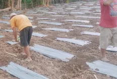 Petani Mulai Tanam Jagung
