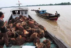 4,9 Ton TBS Diangkut Kapal Sawit Dirampok di Sungai Menang OKI 