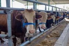 Tips Memilih Hewan Kurban Berkualitas dan Sesuai Syariat Islam