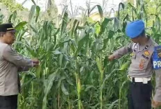 Dukung Program Ketahanan Pangan, Polsek Tanjung Raja Buat Kolam Ikan dan Tanam Jagung