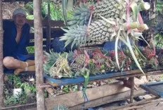Murah Meriah, Pedagang Buah Nanas Raup Keuntungan 