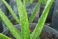 Lidah Buaya: Keajaiban Alam dengan Segudang Manfaat untuk Kesehatan dan Kecantikan Anda