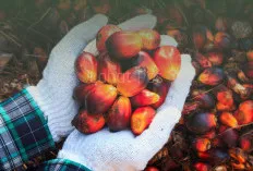 Segini Harga Tandan Buah Sawit Usai Ditetapkan, Petani Bersyukur   