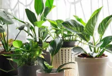 Tips Merawat Tanaman Hias di Rumah untuk Pemula!