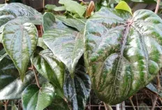 6 Manfaat Daun Sirih Merah bagi Kesehatan, Salah Satunya Sering Digunakan Kaum Hawa, Untuk Apa? 