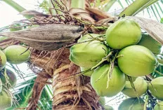 Saat Berbuka, Ini Manfaat Minum Kelapa Muda 