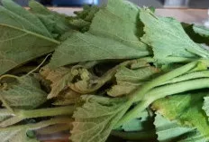 Manfaat Luar Biasa Daun Labu: Bukan Sekadar Pelengkap, Melainkan Sumber Kesehatan Tersembunyi