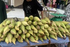 Pedagang Jagung Ketiban Rejeki Tahunan, Jagung dan Arang Laris Manis 