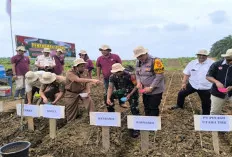 Dukung Program Presiden, PT Pinago Utama Tbk dan Anak Perusahan Tanam Jagung di Lahan 4,4 Hektare