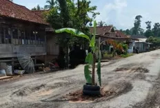 Cegah Lakalantas dan Bentuk Protes, Warga Desa Terusan Muba Tanam Pohon Pisang di Tengah Badan Jalan 