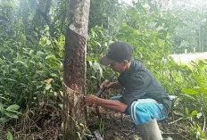 Petani Karet di Sanga Desa Murung, Hasil Produksi Getah Karet Menurun 