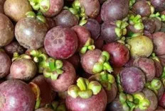 Jangan Remehkan Si Ungu! Ini Dia Keajaiban Buah Manggis untuk Kesehatan Anda