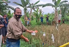 Geger Penemuan Jenazah Perempuan di Pinggir Sawah Desa Merah Mata Banyuasin