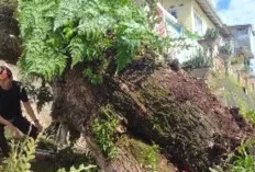  Pohon Tumbang Lumpuhkan Jalur Jembatan Ogan 1, BPBD OKU Bergerak Cepat