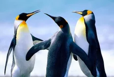 Melihat Fakta Menarik Penguin, Burung Tak Bisa Terbang dari Kutub yang Penuh Pesona
