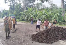 Camat Sanga Desa Pimpin Perbaikan Jalan Lintas Sekayu–Lubuklinggau