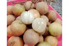 Senyawa Misterius dalam Buah Rambai Berpotensi Jadi Terapi Epilepsi!