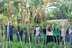 Program Pekarangan Bergizi Sukses, Polsek Sungai Lilin Bersama KWT Sekar Wangi Gelar Panen Perdana