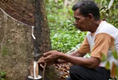 Harga Getah Karet di OKU Selatan Tak Stabil, Petani Mengeluh