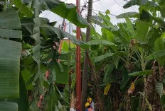 Meminimalisir Gangguan Jaringan, PLN Rayon Sekayu Lakukan Pemampasan Tanam Tumbuh