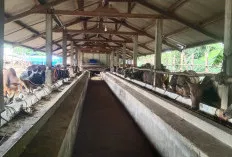 Ini Tips dari Dinas TPHP Muba Memilih Hewan Kurban yang Sehat dan Sesuai Syarat, Berikut Tipsnya 