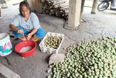 Menjelajahi Bisnis Kolang Kaling yang Menggiurkan di Bulan Ramadan