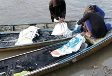  Air Sungai Mulai Surut, Pasokan Ikan Gabus dan Baung Kembali Melimpah