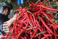 Wow, Harga Cabai Merah Merangkak Naik Rp 100 Ribu Per Kg 