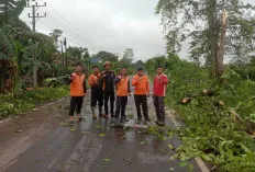 Aksi Cepat Tim Gabungan Atasi Pohon Tumbang di Sekayu, Apresiasi Bupati Mengalir