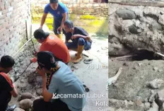 Ular KOBRA Bersarang Dalam Rumah Warga, Tim Damkar Imbau Agar Berhati – Hati 